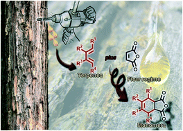 Graphical abstract: Continuous flow processing as a tool for the generation of terpene-derived monomer libraries