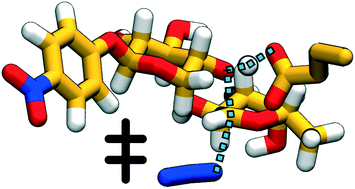 Graphical abstract: Mechanism of oligosaccharide synthesis via a mutant GH29 fucosidase