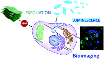 Graphical abstract: Covalent organic nanosheets for bioimaging