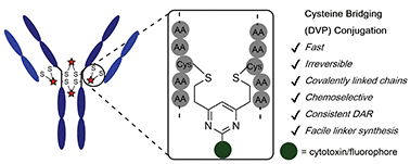 Graphical abstract: A general approach for the site-selective modification of native proteins, enabling the generation of stable and functional antibody–drug conjugates