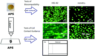 Graphical abstract: Laser-pattern induced contact guidance in biodegradable microfluidic channels for vasculature regeneration