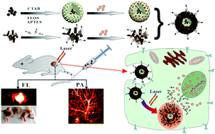 Graphical abstract: Graphene oxide coating core–shell silver sulfide@mesoporous silica for active targeted dual-mode imaging and chemo-photothermal synergistic therapy against tumors