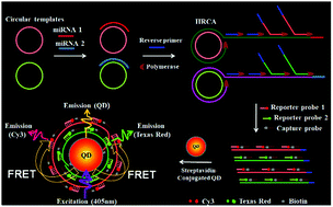 Graphical abstract: Development of quantum dot-based biosensors: principles and applications