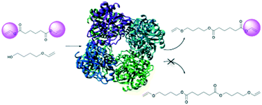 Graphical abstract: Mono-substitution of symmetric diesters: selectivity of Mycobacterium smegmatis acyltransferase variants