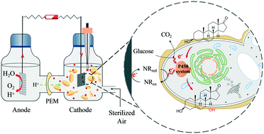 Graphical abstract: Electricity-driven 7α-hydroxylation of a steroid catalyzed by a cytochrome P450 monooxygenase in engineered yeast