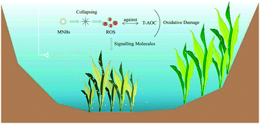 Graphical abstract: Micro-nanobubble aeration promotes senescence of submerged macrophytes with low total antioxidant capacity in urban landscape water