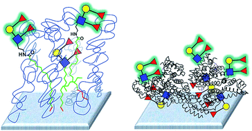 Graphical abstract: Factors contributing to variability of glycan microarray binding profiles