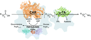 Graphical abstract: A biocatalytic cascade for the conversion of fatty acids to fatty amines