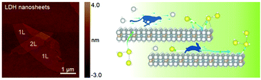 Graphical abstract: Superionic conduction along ordered hydroxyl networks in molecular-thin nanosheets