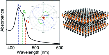 Graphical abstract: Anisotropic 2D excitons unveiled in organic–inorganic quantum wells