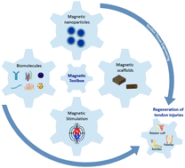 Graphical abstract: Magnetic biomaterials and nano-instructive tools as mediators of tendon mechanotransduction