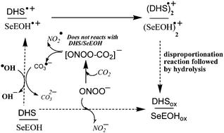 Graphical abstract: Free radical induced selenoxide formation in isomeric organoselenium compounds: the effect of chemical structures on antioxidant activity