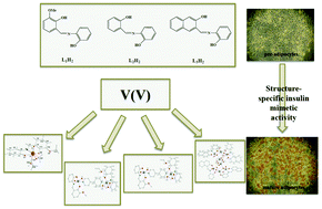 Graphical abstract: V(v)-Schiff base species induce adipogenesis through structure-specific influence of genetic targets