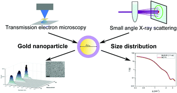 Graphical abstract: Comparative characterisation of non-monodisperse gold nanoparticle populations by X-ray scattering and electron microscopy