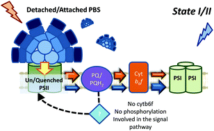 Graphical abstract: Revisiting cyanobacterial state transitions