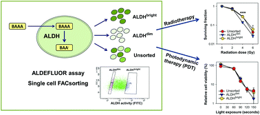 Graphical abstract: High aldehyde dehydrogenase activity does not protect colon cancer cells against TPCS2a-sensitized photokilling