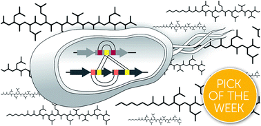 Graphical abstract: Structure elucidation of the syringafactin lipopeptides provides insight in the evolution of nonribosomal peptide synthetases