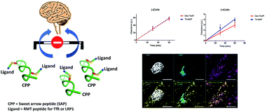 Graphical abstract: Chemical biology tools for probing transcytosis at the blood–brain barrier