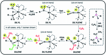 Graphical abstract: Interconversion and reactivity of manganese silyl, silylene, and silene complexes