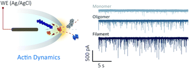 Graphical abstract: Single-molecule nanopore sensing of actin dynamics and drug binding
