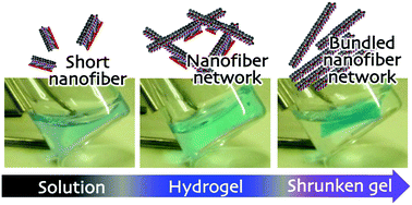 Graphical abstract: Chemical stimulus-responsive supramolecular hydrogel formation and shrinkage of a hydrazone-containing short peptide derivative