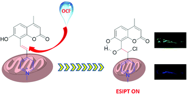 Graphical abstract: A mitochondria-targeted fluorescent probe based on coumarin–pyridine derivatives for hypochlorite imaging in living cells and zebrafish