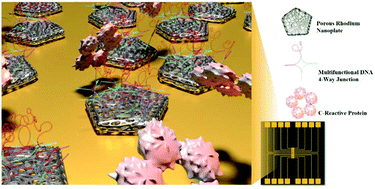 Graphical abstract: Fabrication of an electrochemical biosensor composed of multi-functional Ag ion intercalated DNA four-way junctions/rhodium nanoplate heterolayer on a micro-gap for C-reactive protein detection in human serum