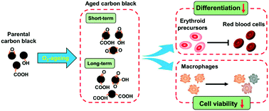 Graphical abstract: Ageing remarkably alters the toxicity of carbon black particles towards susceptible cells: determined by differential changes of surface oxygen groups
