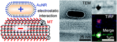 Graphical abstract: Polycationic gold nanorods as multipurpose in vitro microtubule markers