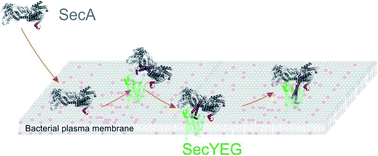 Graphical abstract: Interaction of the motor protein SecA and the bacterial protein translocation channel SecYEG in the absence of ATP