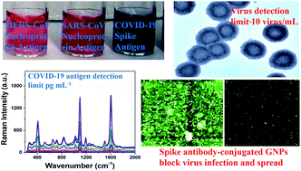 Graphical abstract: The rapid diagnosis and effective inhibition of coronavirus using spike antibody attached gold nanoparticles