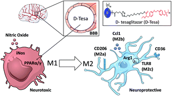 Graphical abstract: Dendrimer–tesaglitazar conjugate induces a phenotype shift of microglia and enhances β-amyloid phagocytosis