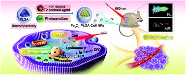 Graphical abstract: Iron-based nanoparticles for MR imaging-guided ferroptosis in combination with photodynamic therapy to enhance cancer treatment