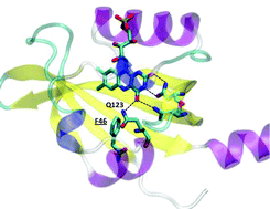 Graphical abstract: Interplay among the “flipping” glutamine, a conserved phenylalanine, water and hydrogen bonds within a blue-light sensing LOV domain