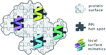 Graphical abstract: Proteomimetic surface fragments distinguish targets by function