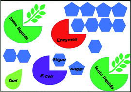 Graphical abstract: Recent developments in ionic liquid pretreatment of lignocellulosic biomass for enhanced bioconversion