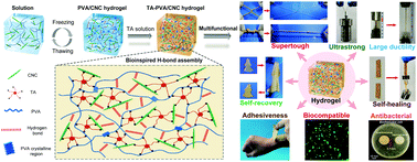 Graphical abstract: A bioinspired hydrogen bond crosslink strategy toward toughening ultrastrong and multifunctional nanocomposite hydrogels