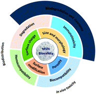 Graphical abstract: Biomedical application of mesoporous silica nanoparticles as delivery systems: a biological safety perspective