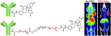 Graphical abstract: A short PEG linker alters the in vivo pharmacokinetics of trastuzumab to yield high-contrast immuno-PET images