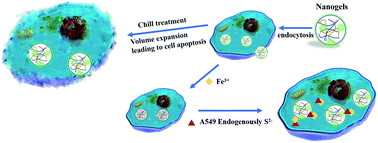 Graphical abstract: Thermo-sensitivity of hybrid nanogels for specific endogenous hydrogen sulfide detection and efficient flash chill treatment