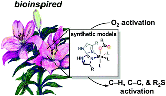 Graphical abstract: Bioinspired mononuclear Mn complexes for O2 activation and biologically relevant reactions