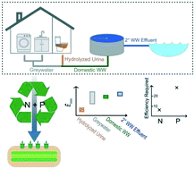 Graphical abstract: Emerging investigator series: thermodynamic and energy analysis of nitrogen and phosphorous recovery from wastewaters