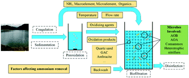 Graphical abstract: Ammonia-oxidizing microbes and biological ammonia removal in drinking water treatment