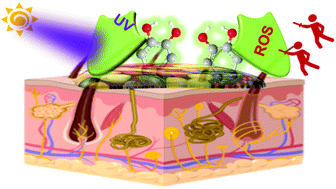 Graphical abstract: Polyphenolic sunscreens for photoprotection