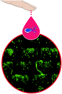 Graphical abstract: Microfluidic capture of chromatin fibres measures neutrophil extracellular traps (NETs) released in a drop of human blood