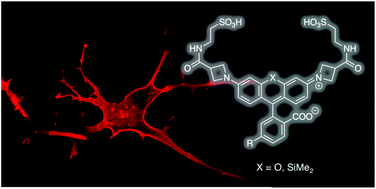 Graphical abstract: Sulfonated red and far-red rhodamines to visualize SNAP- and Halo-tagged cell surface proteins