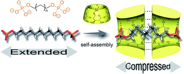 Graphical abstract: Size-dependent compression of threaded alkyldiphosphate in head to head cyclodextrin [3]pseudorotaxanes