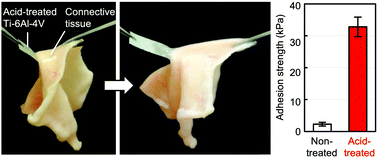 Graphical abstract: Immediate soft-tissue adhesion and the mechanical properties of the Ti–6Al–4V alloy after long-term acid treatment