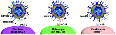 Graphical abstract: Skin protein-derived peptide-conjugated vesicular nanocargos for selected skin cell targeting and consequent activation