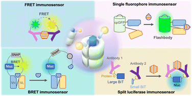 Graphical abstract: Recent progress in homogeneous immunosensors based on fluorescence or bioluminescence using antibody engineering